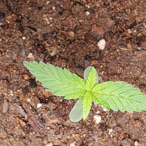 Member OG growlog timeline photo