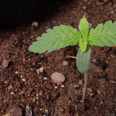Member OG growlog timeline photo