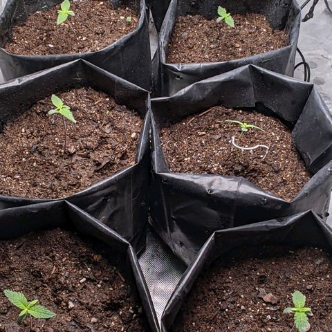 Member OG growlog timeline photo