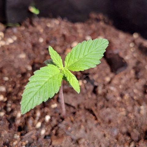 Member OG growlog photo: Seguimiento normal, se humedese con aspersor el sustrato para mantener mejor la humedad. pH de tronde los parámetros. 