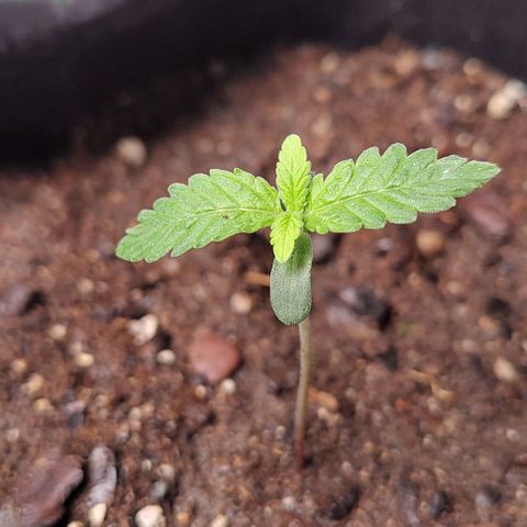 Member OG growlog photo: Seguimiento normal, se humedese con aspersor el sustrato para mantener mejor la humedad. pH de tronde los parámetros. 