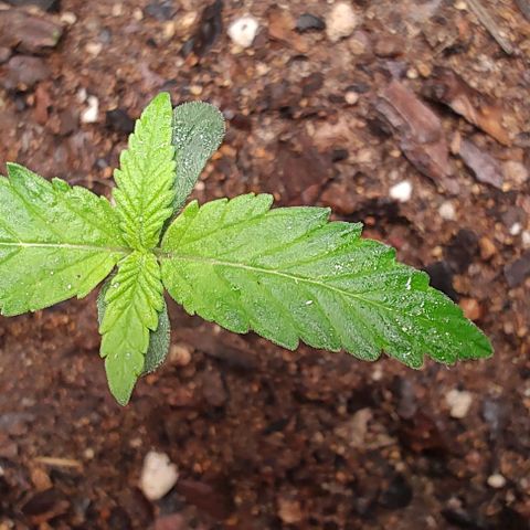 Member OG growlog photo: Seguimiento normal, se humedese con aspersor el sustrato para mantener mejor la humedad. pH de tronde los parámetros. 