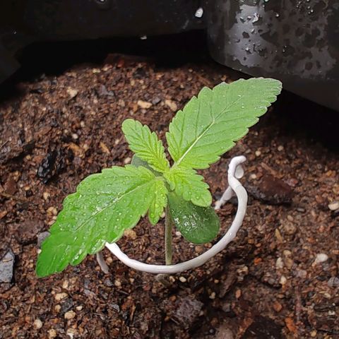 Member OG growlog photo: Seguimiento normal, se humedese con aspersor el sustrato para mantener mejor la humedad. pH de tronde los parámetros. 
