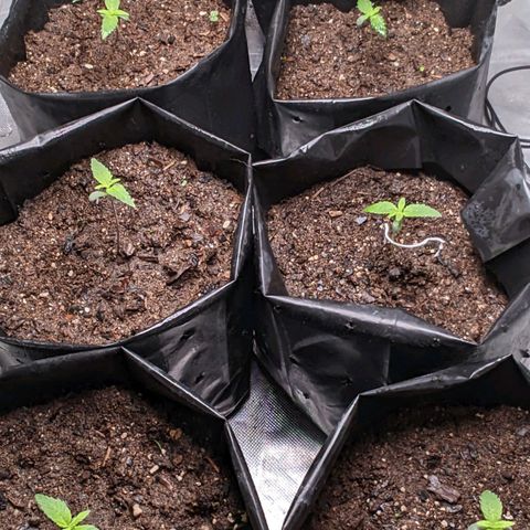 Member OG growlog photo: Seguimiento normal, se humedese con aspersor el sustrato para mantener mejor la humedad. pH de tronde los parámetros. 