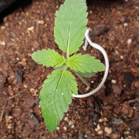 Member OG growlog timeline photo