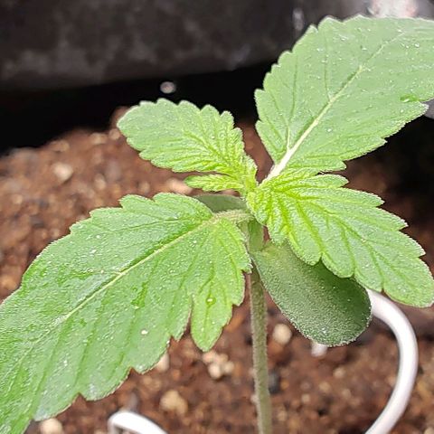 Member OG growlog timeline photo
