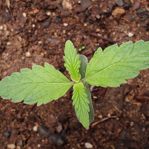 Member OG growlog timeline photo