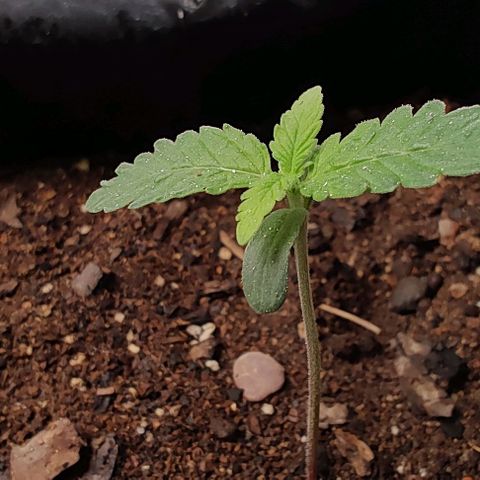 Member OG growlog timeline photo