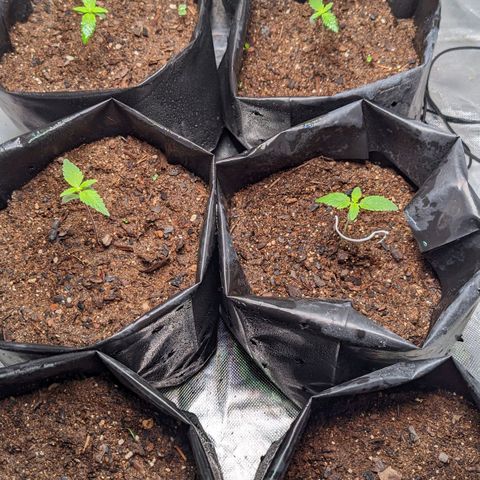 Member OG growlog timeline photo