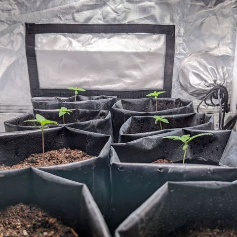 Member OG growlog timeline photo
