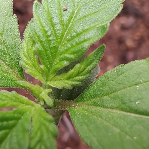 Member OG growlog timeline photo