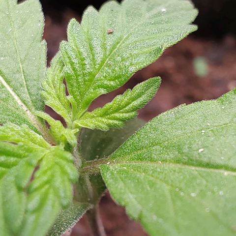 Member OG growlog timeline photo