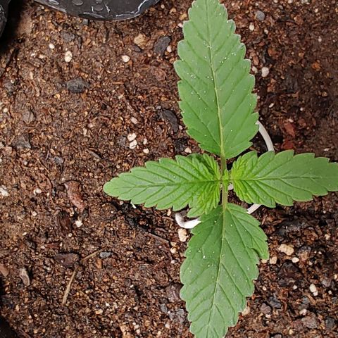 Member OG growlog timeline photo