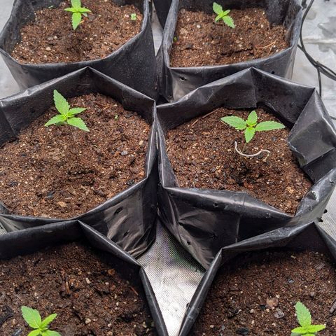 Member OG growlog timeline photo