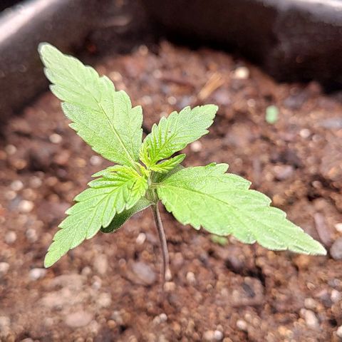 Member OG growlog timeline photo