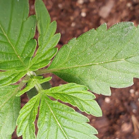 Member OG growlog timeline photo