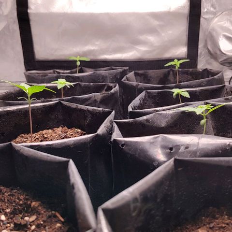 Member OG growlog timeline photo