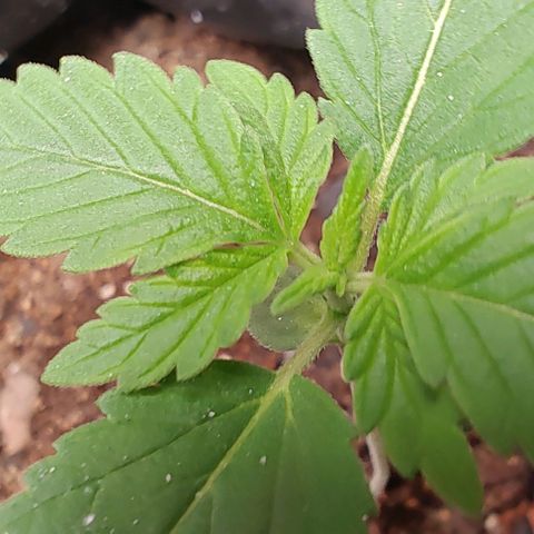 Member OG growlog timeline photo