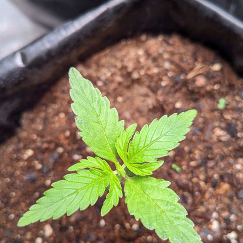 Member OG growlog timeline photo