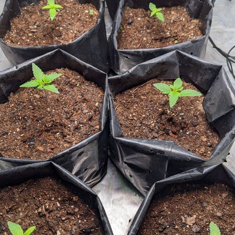 Member OG growlog timeline photo