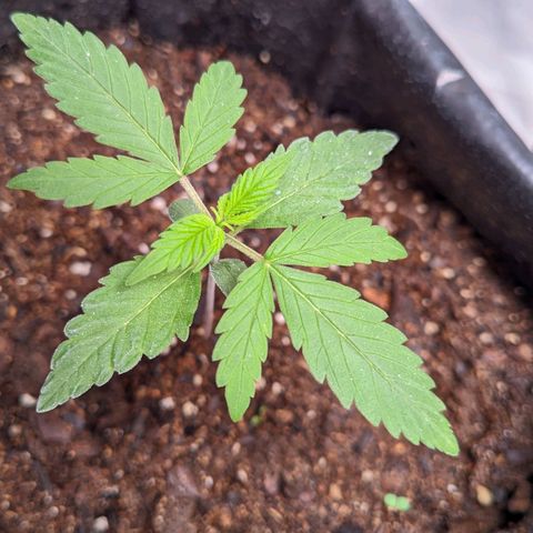 Member OG growlog timeline photo