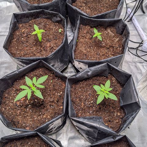 Member OG growlog timeline photo