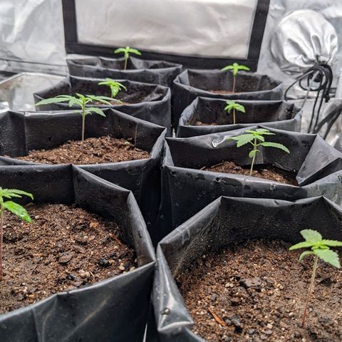 Member OG growlog timeline photo