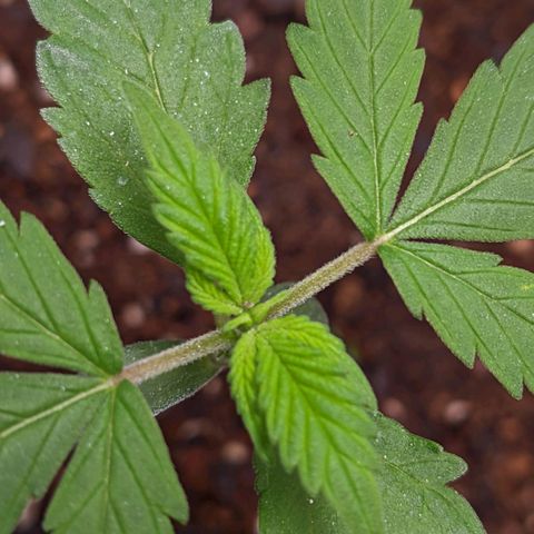 Member OG growlog timeline photo