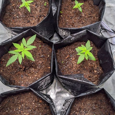 Member OG growlog timeline photo