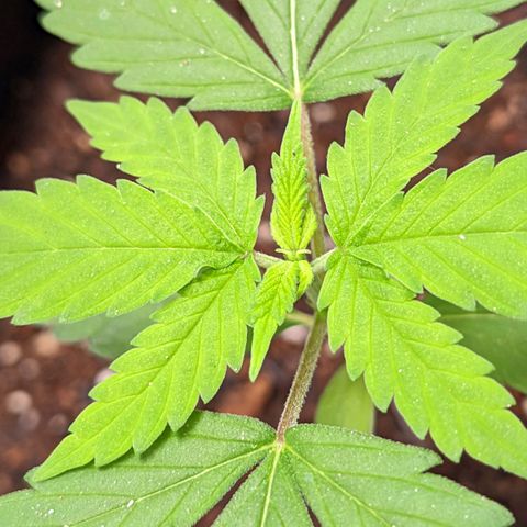 Member OG growlog timeline photo