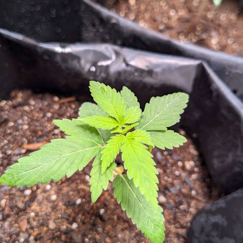 Member OG growlog timeline photo