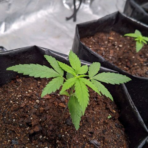 Member OG growlog timeline photo