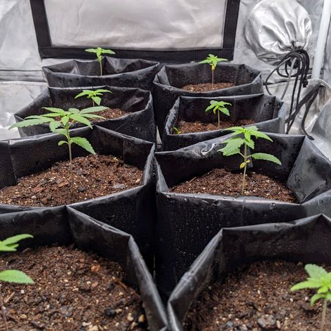 Member OG growlog timeline photo