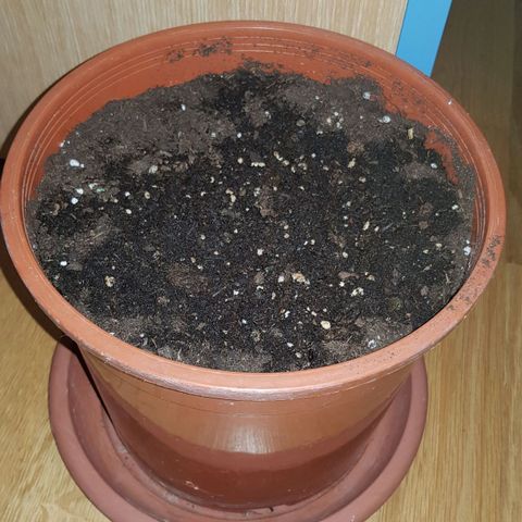 BOB growlog photo
