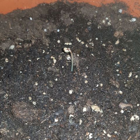 BOB growlog photo