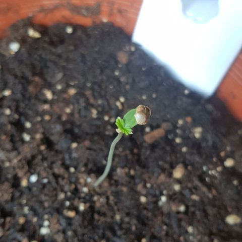 BOB growlog photo
