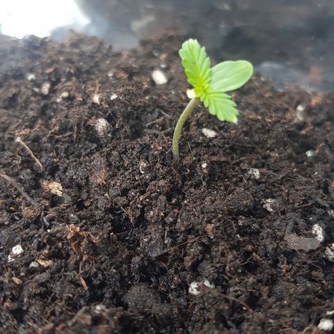 BOB growlog photo