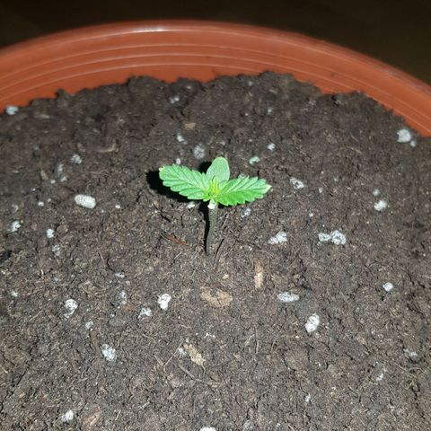 BOB growlog photo: Sono uscite le 2 foglioline centrali