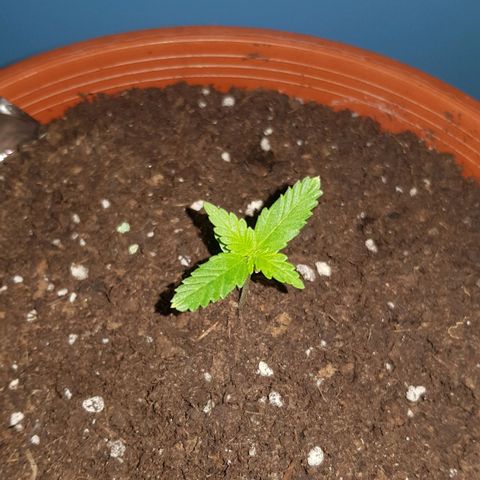 BOB growlog timeline photo