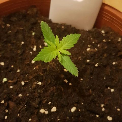 BOB growlog timeline photo