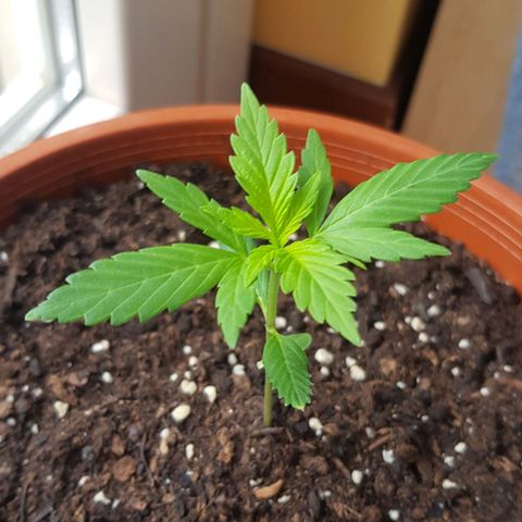 BOB growlog timeline photo