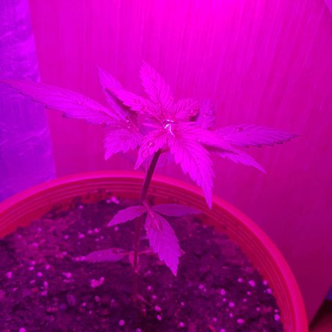 BOB growlog timeline photo