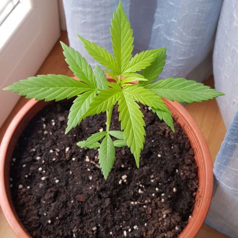 BOB growlog timeline photo