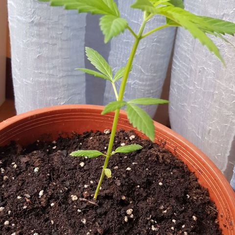 BOB growlog timeline photo