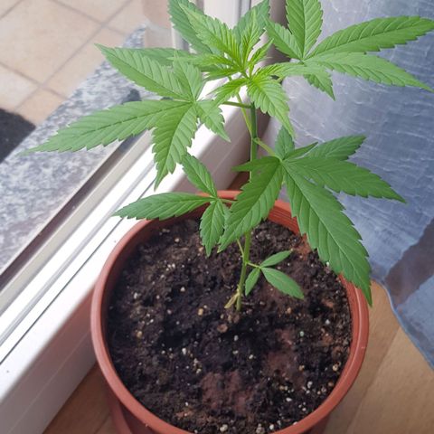BOB growlog timeline photo
