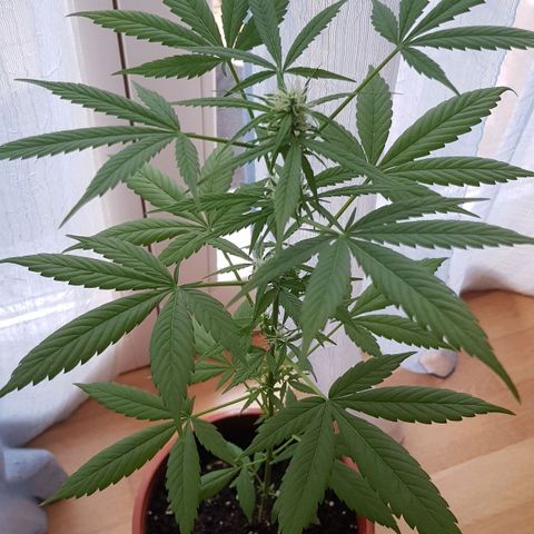 BOB growlog timeline photo