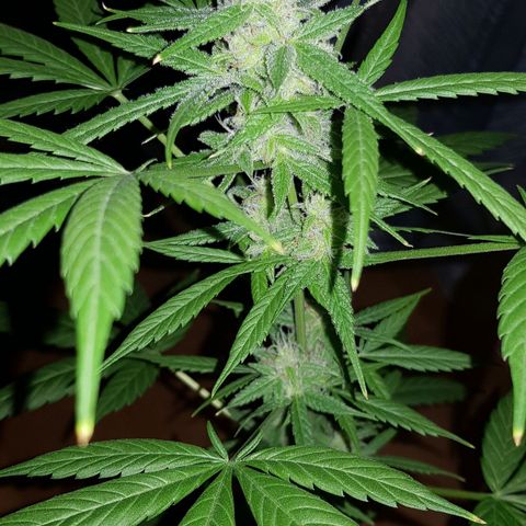 BOB growlog timeline photo