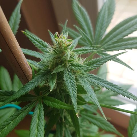 BOB growlog timeline photo