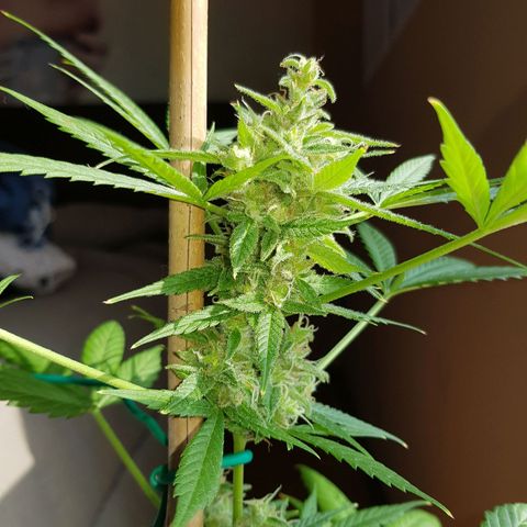 BOB growlog timeline photo