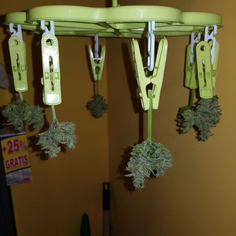 BOB growlog timeline photo